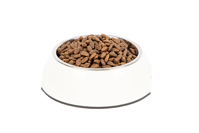 Salmon dry food for indoor adult cats, kibbles in a bowl