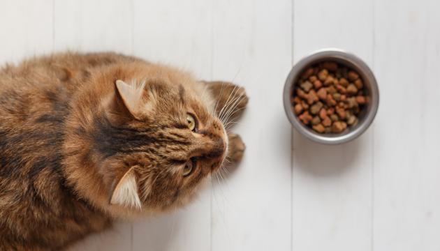 PrimaCat cat and cat food